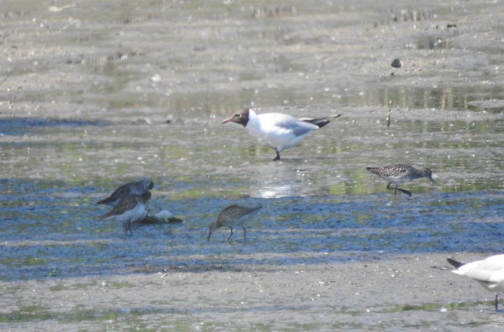 Wood Sandpiper - Tomáš  Oplocký