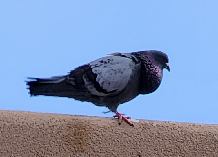 Rock Pigeon (Feral Pigeon) - Nancy Cox