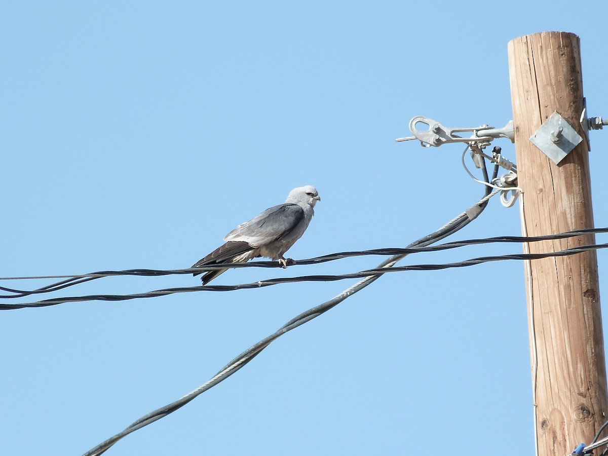 Mississippi Kite - John  Kiseda