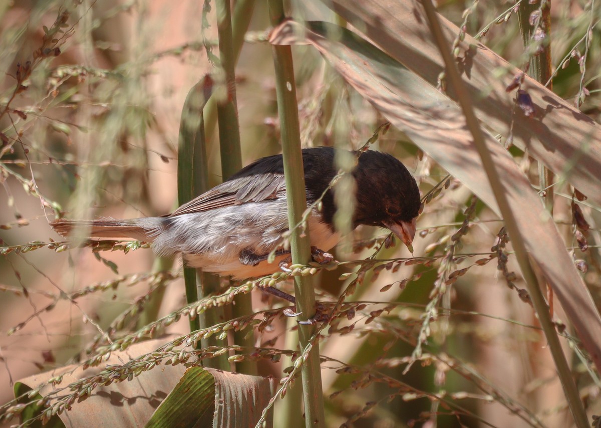 Dubois's Seedeater - ML619538007