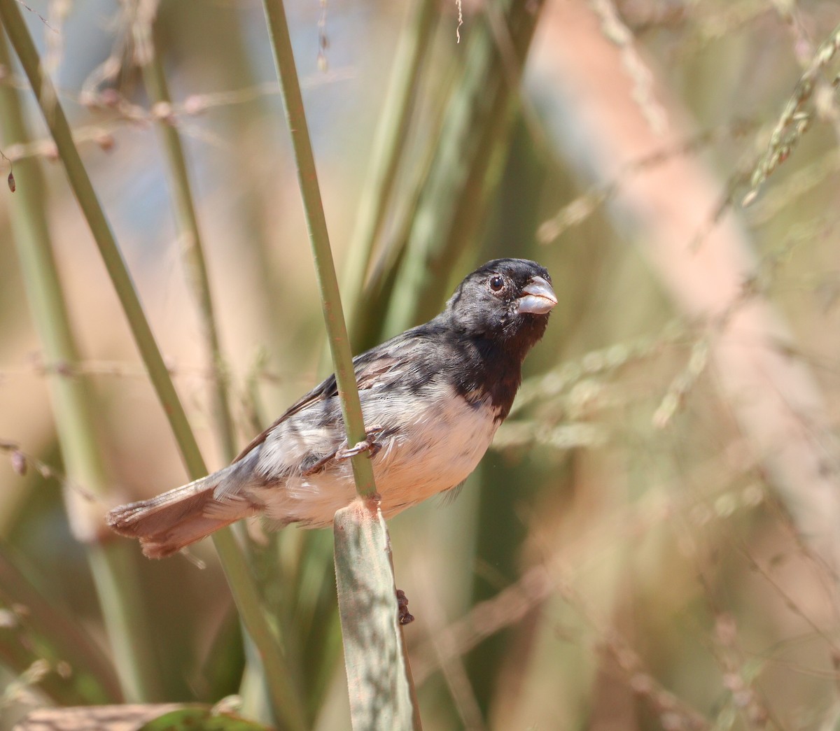 Dubois's Seedeater - ML619538008