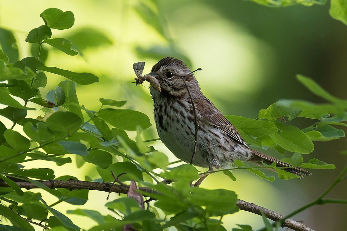 Song Sparrow - ML619538015