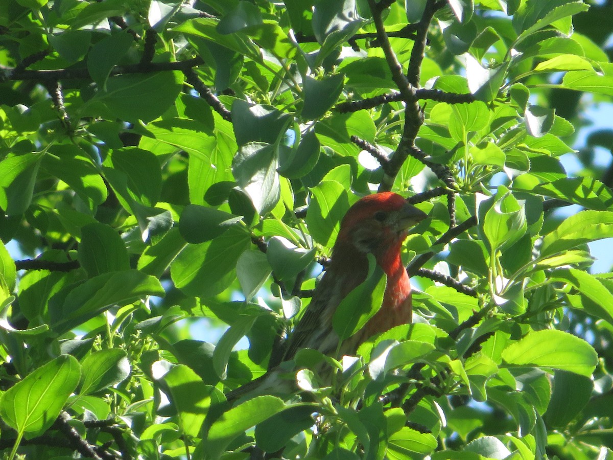 House Finch - Christine Cote