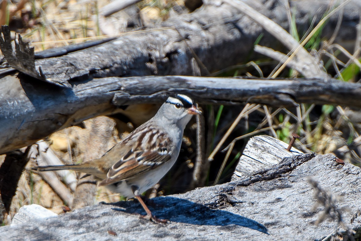 White-crowned Sparrow - Naseem Reza