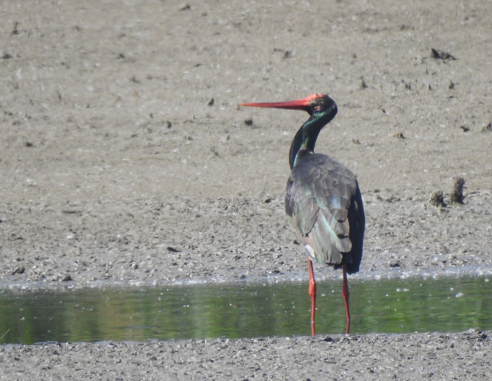 Black Stork - ML619538020