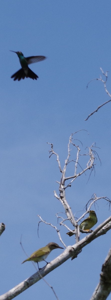 Blackpoll Warbler - h rudy sawyer