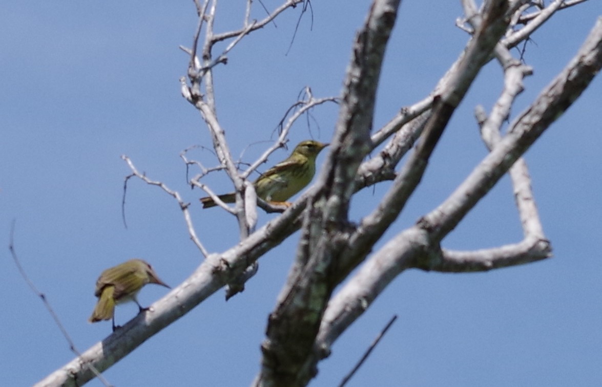 Blackpoll Warbler - h rudy sawyer