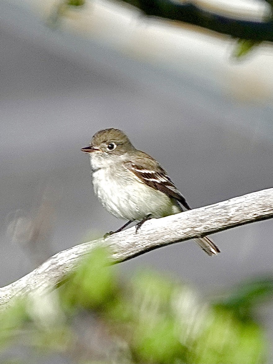 Least Flycatcher - Howie Nielsen