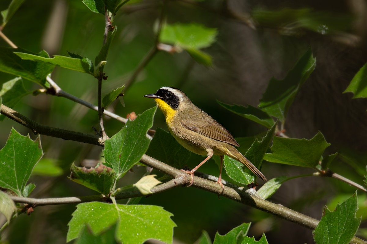 Common Yellowthroat - Alton Spencer