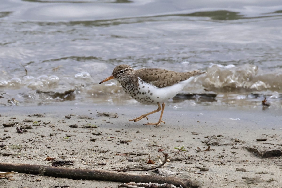 Spotted Sandpiper - Paul Prappas