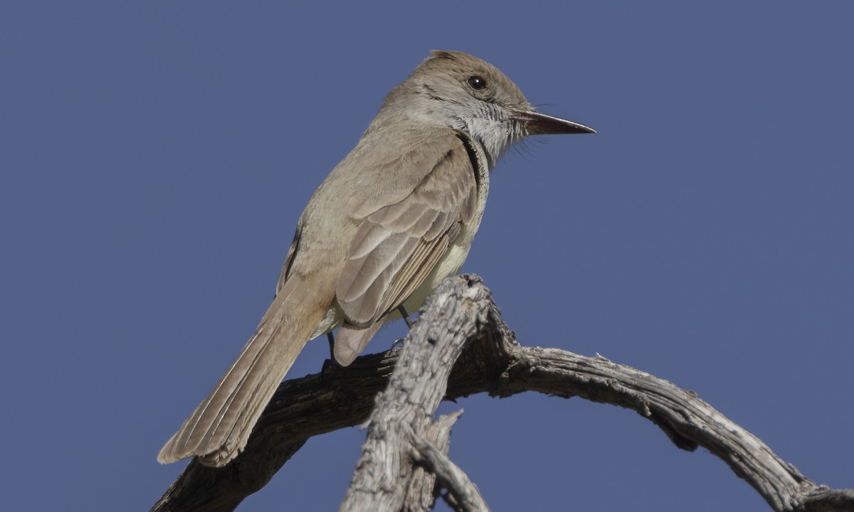 Dusky-capped Flycatcher (olivascens) - Steve Kelling