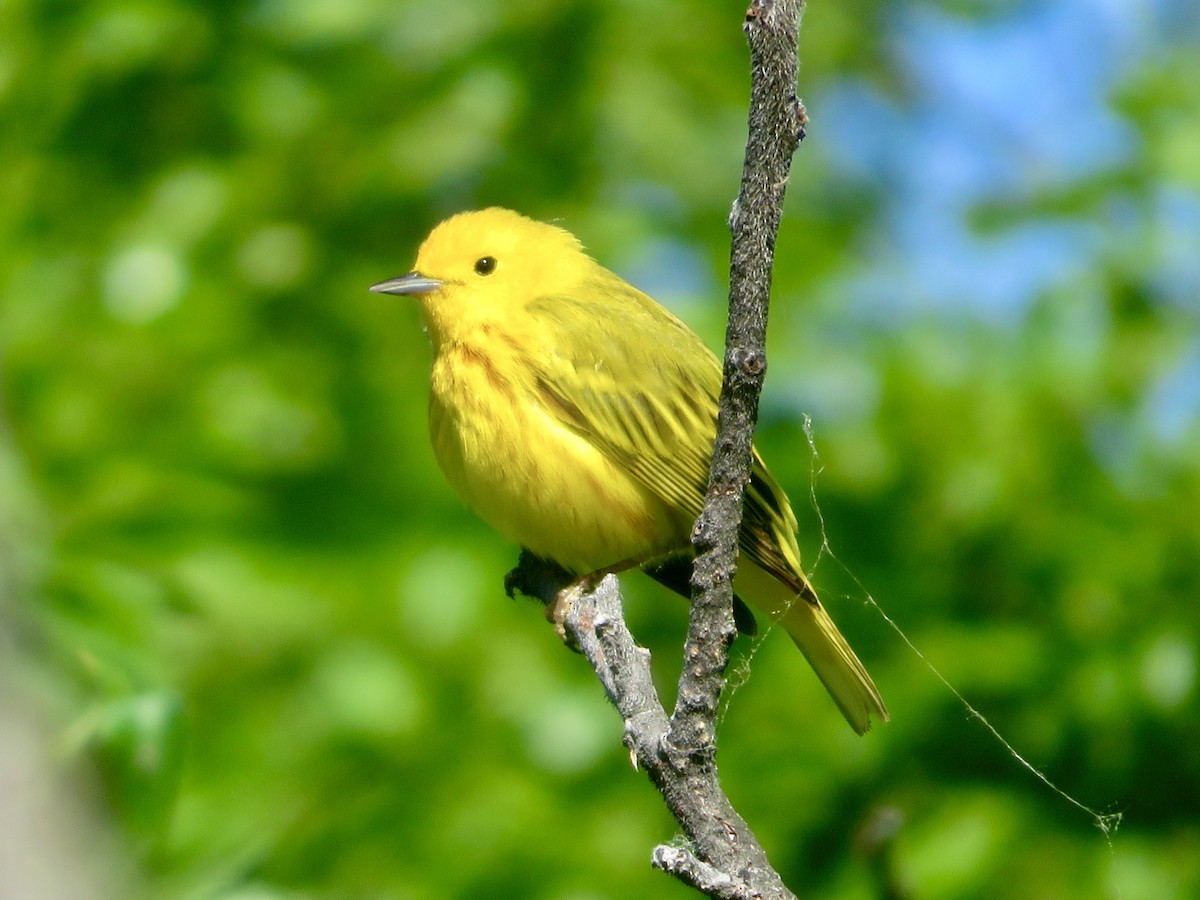 Yellow Warbler - Christine Cote