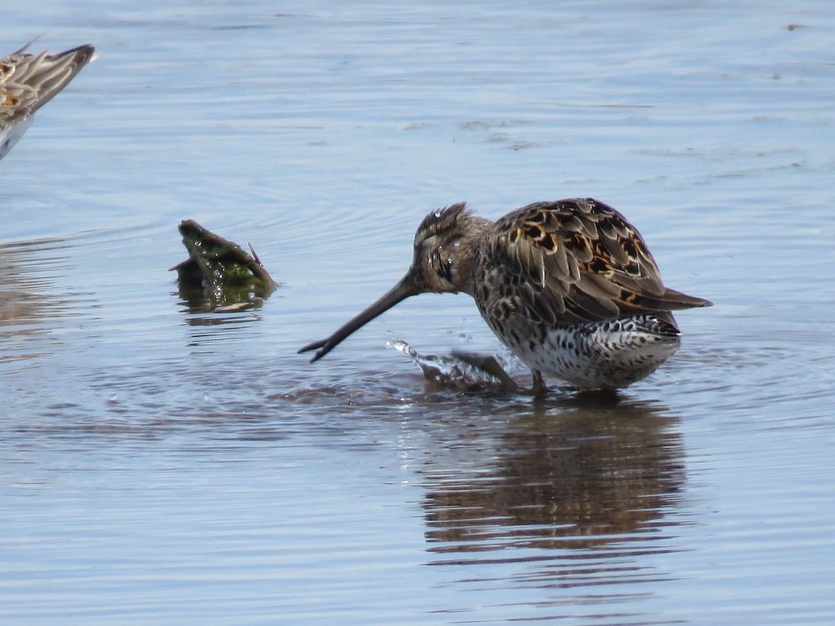 Short-billed/Long-billed Dowitcher - Christine W.