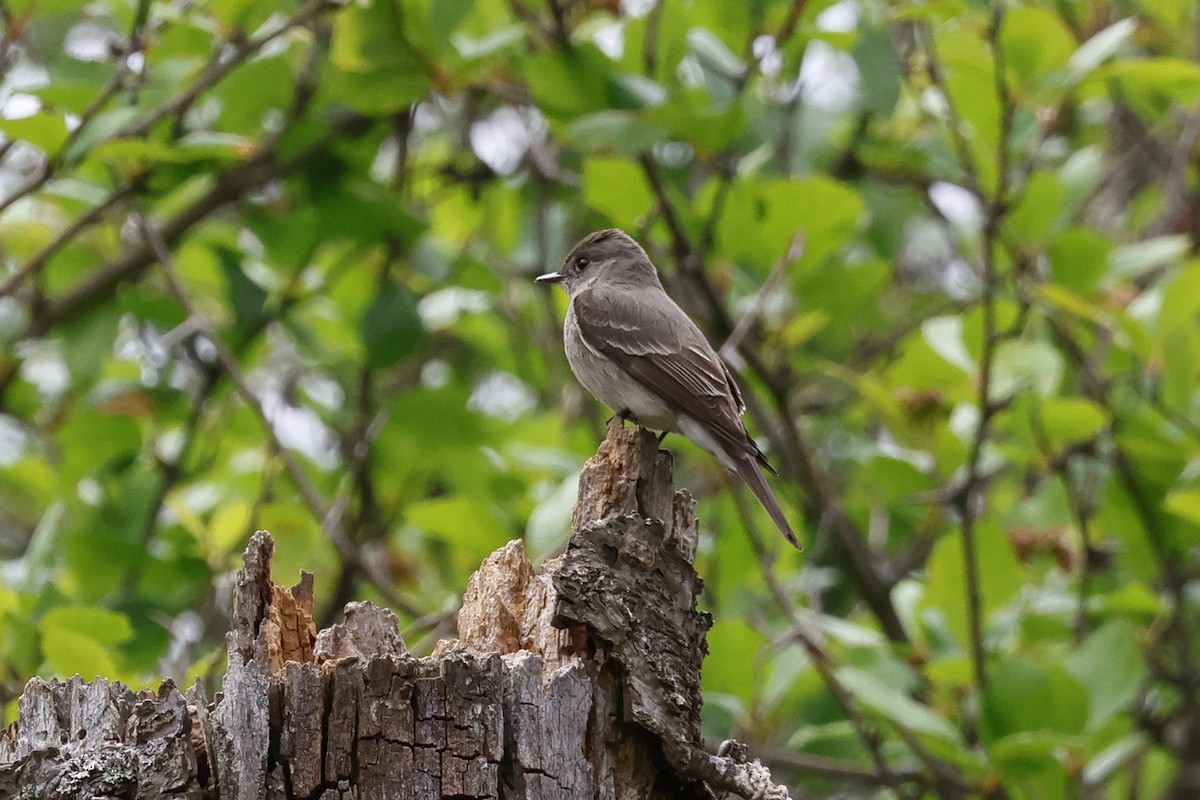 Western Wood-Pewee - Paul Prappas