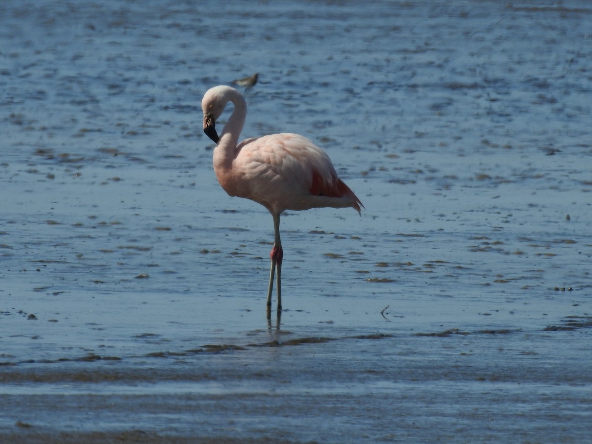 Chilean Flamingo - Eduardo Kucich