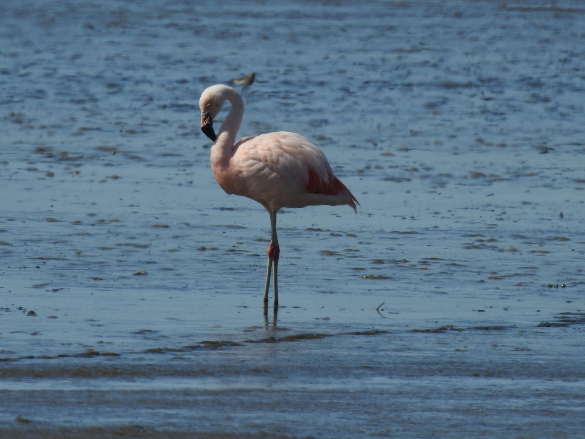 Chileflamingo - ML619538052