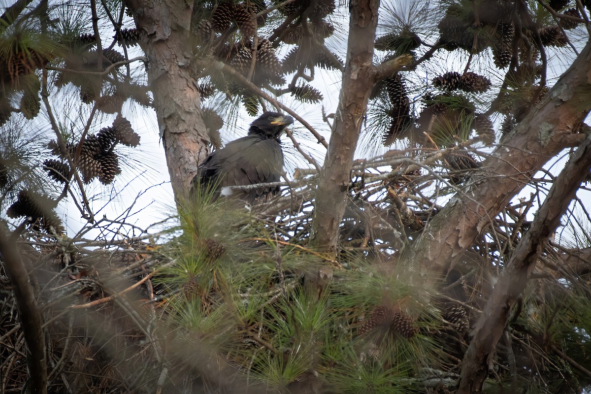 Bald Eagle - Rob Cochran