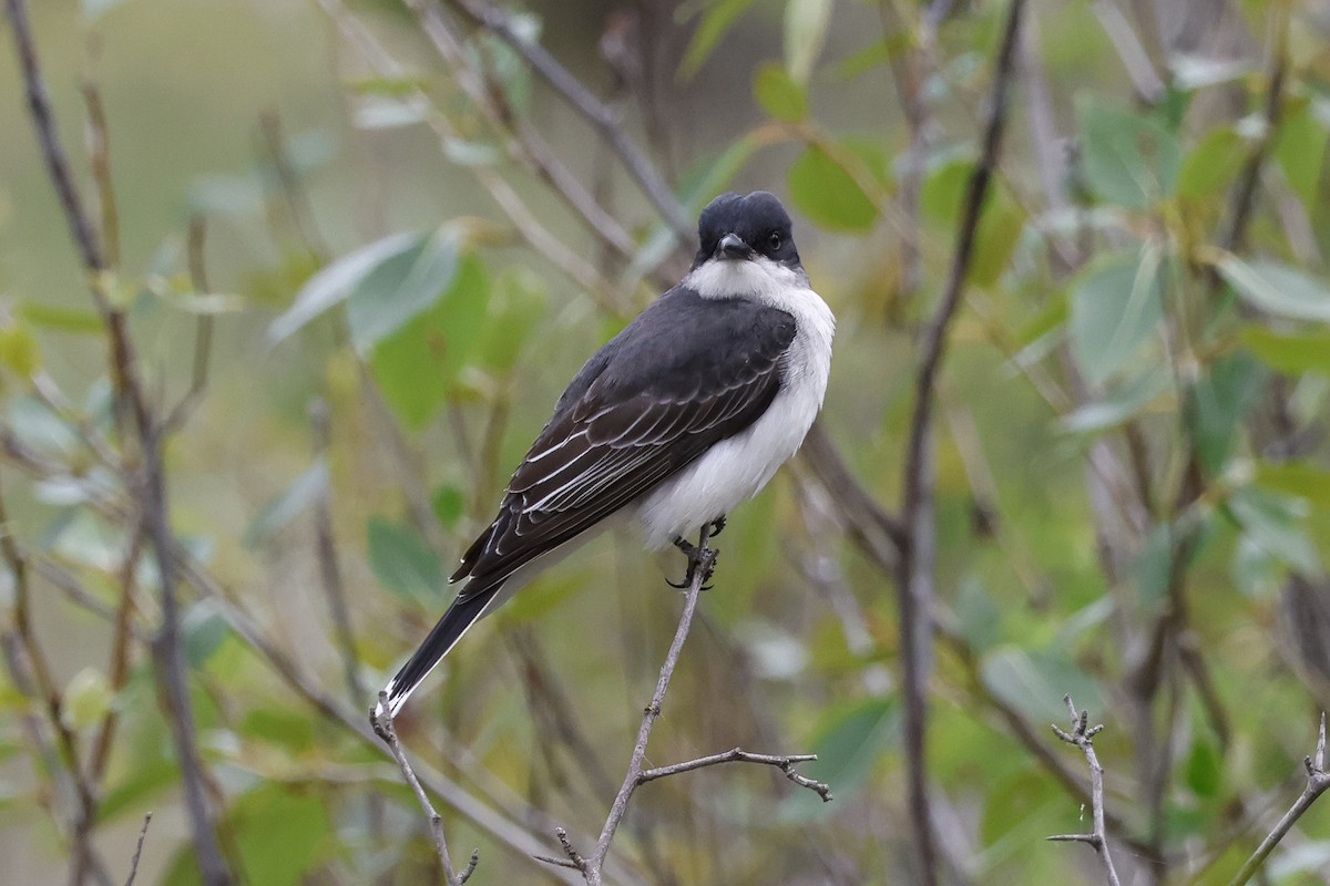 Eastern Kingbird - Paul Prappas