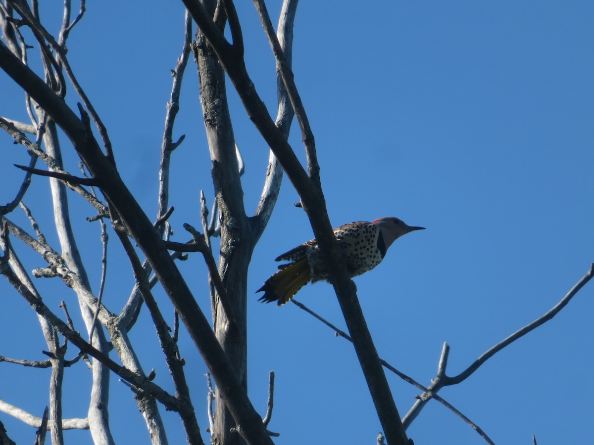 Northern Flicker - Christine Cote