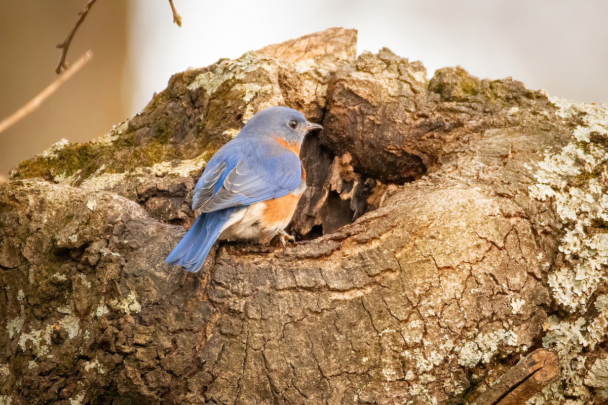 Eastern Bluebird - Rob Cochran