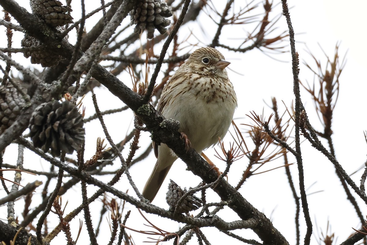 Vesper Sparrow - Paul Prappas