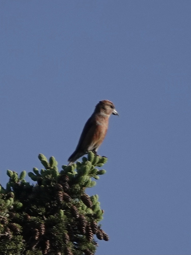 Red Crossbill - Howie Nielsen