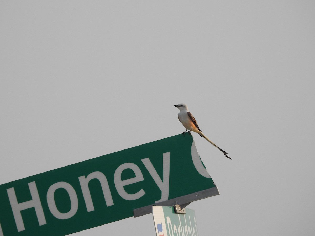 Scissor-tailed Flycatcher - Pamela Goolsby