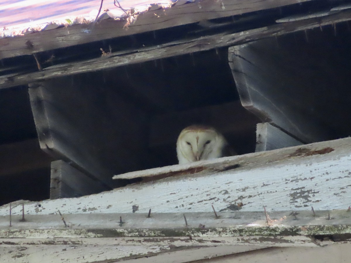 Barn Owl - Sara Griesemer