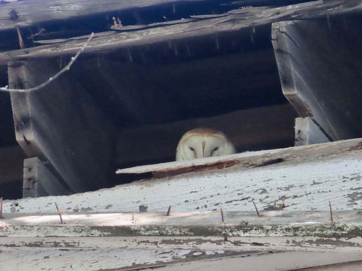 Barn Owl - Sara Griesemer