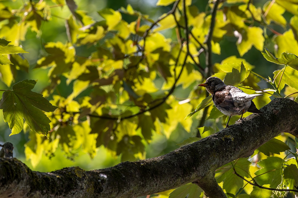 Fieldfare - Honza Grünwald