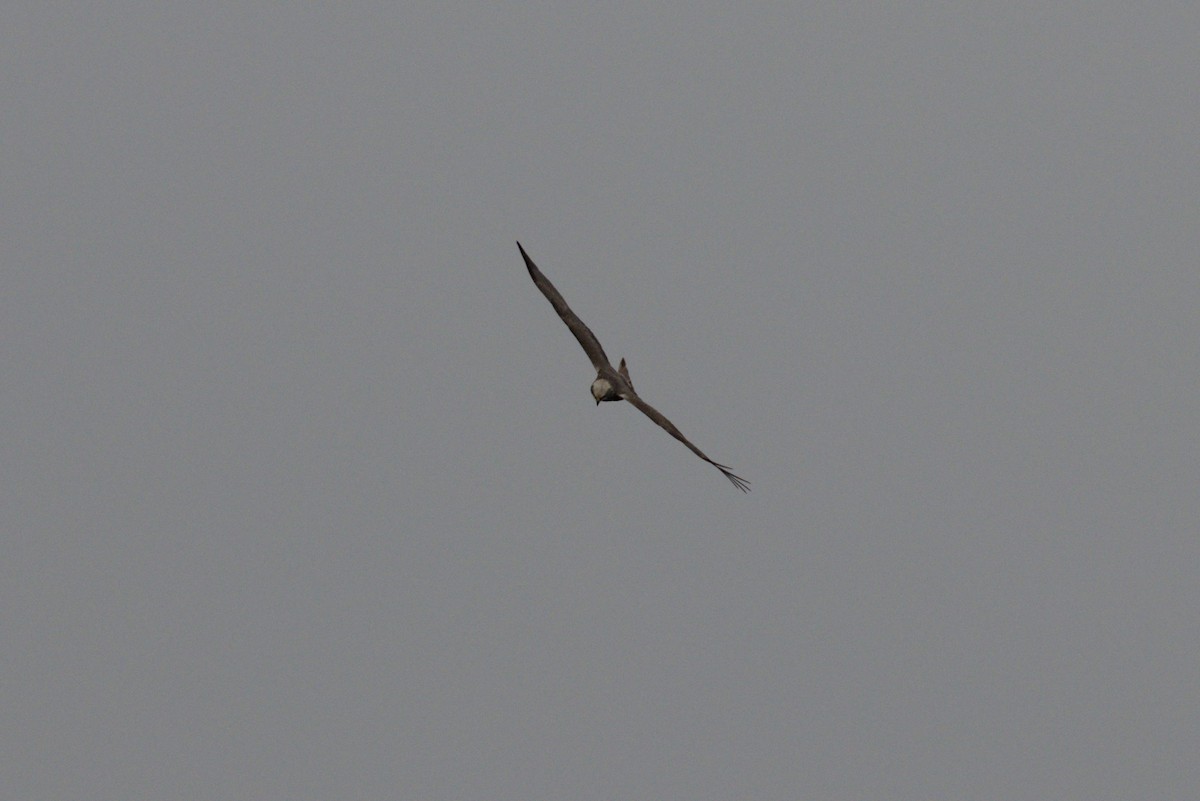 Western Marsh Harrier - Philip Steinhoff