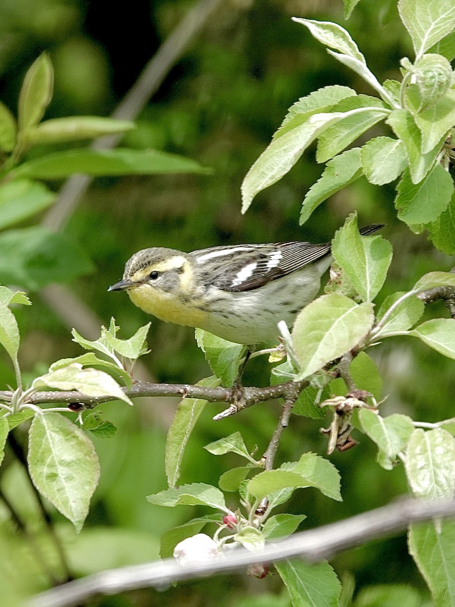 Blackburnian Warbler - Howie Nielsen