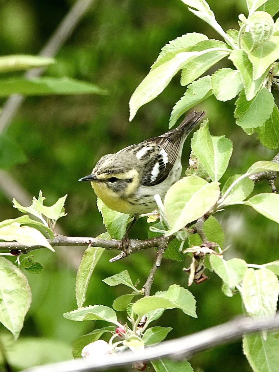 Blackburnian Warbler - Howie Nielsen