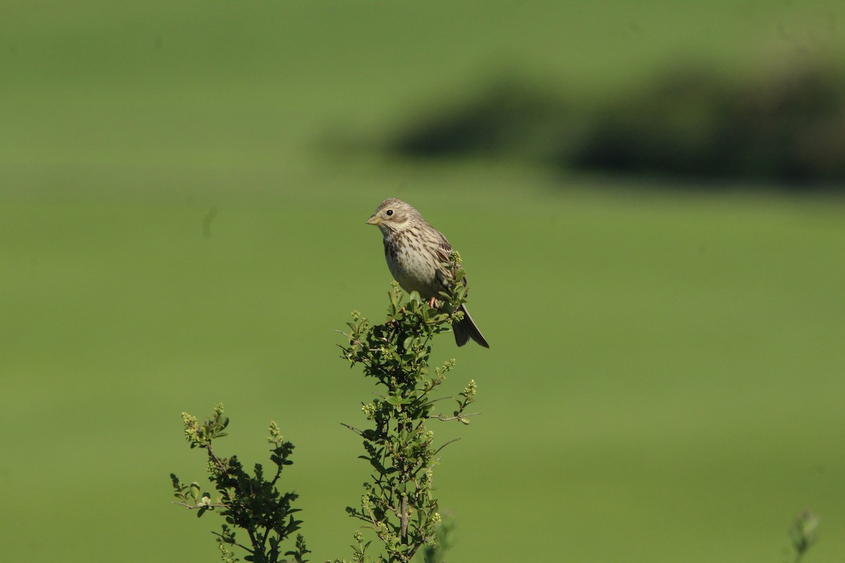 Corn Bunting - Ibon Pérez Sánchez