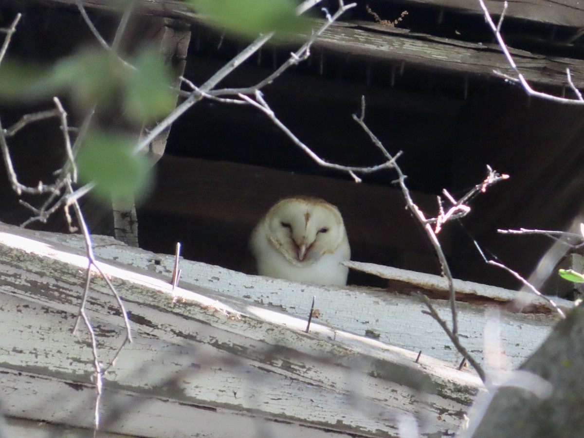 Barn Owl - Sara Griesemer