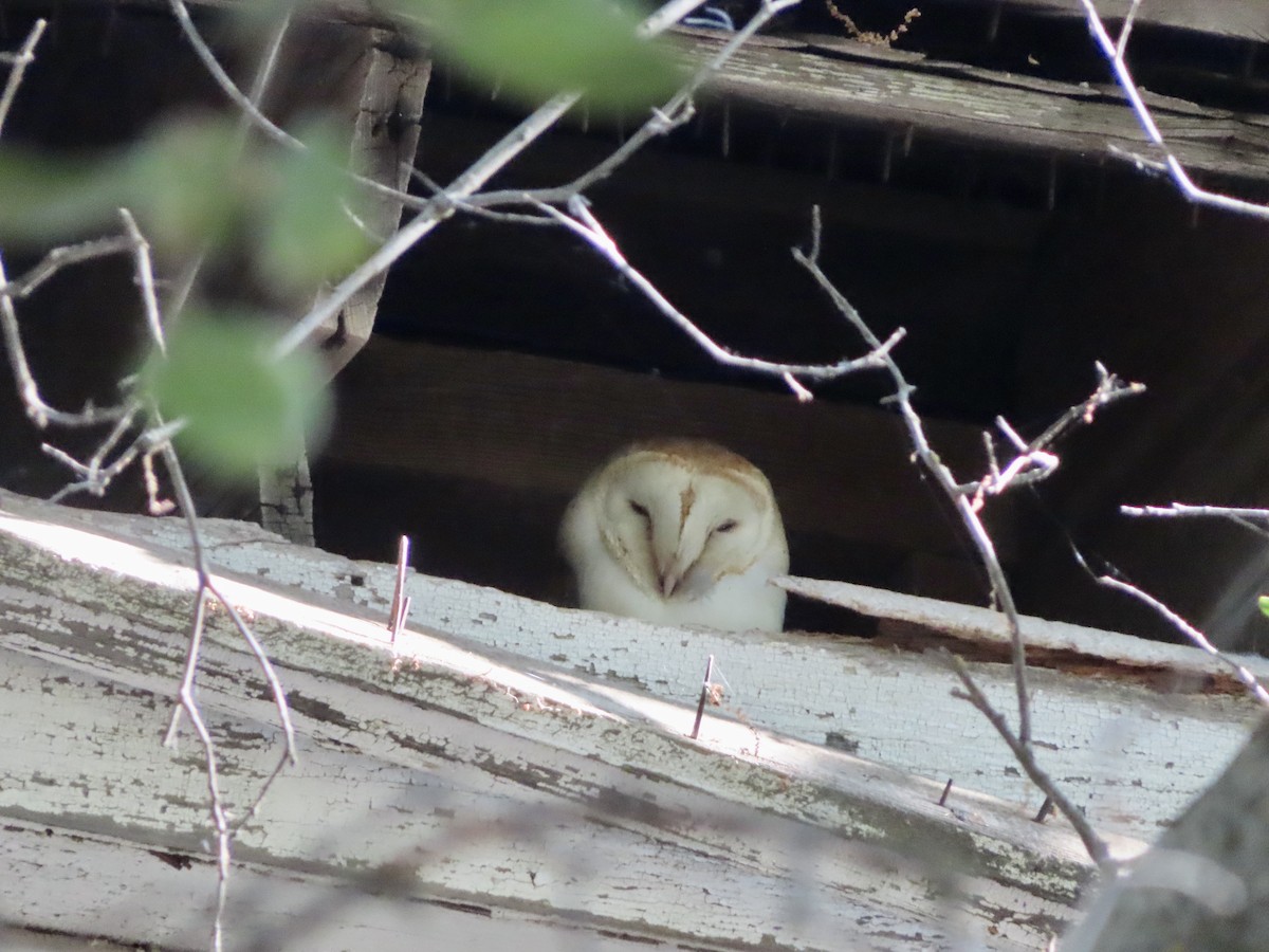 Barn Owl - Sara Griesemer