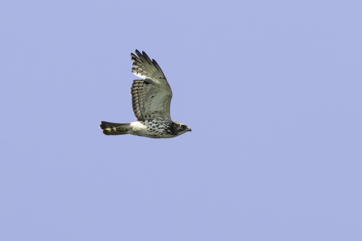 Broad-winged Hawk - Paul Jones