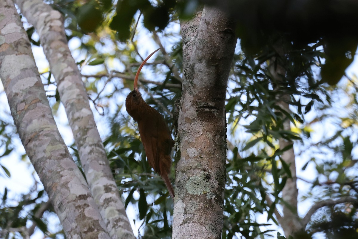 Red-billed Scythebill - ML619538102