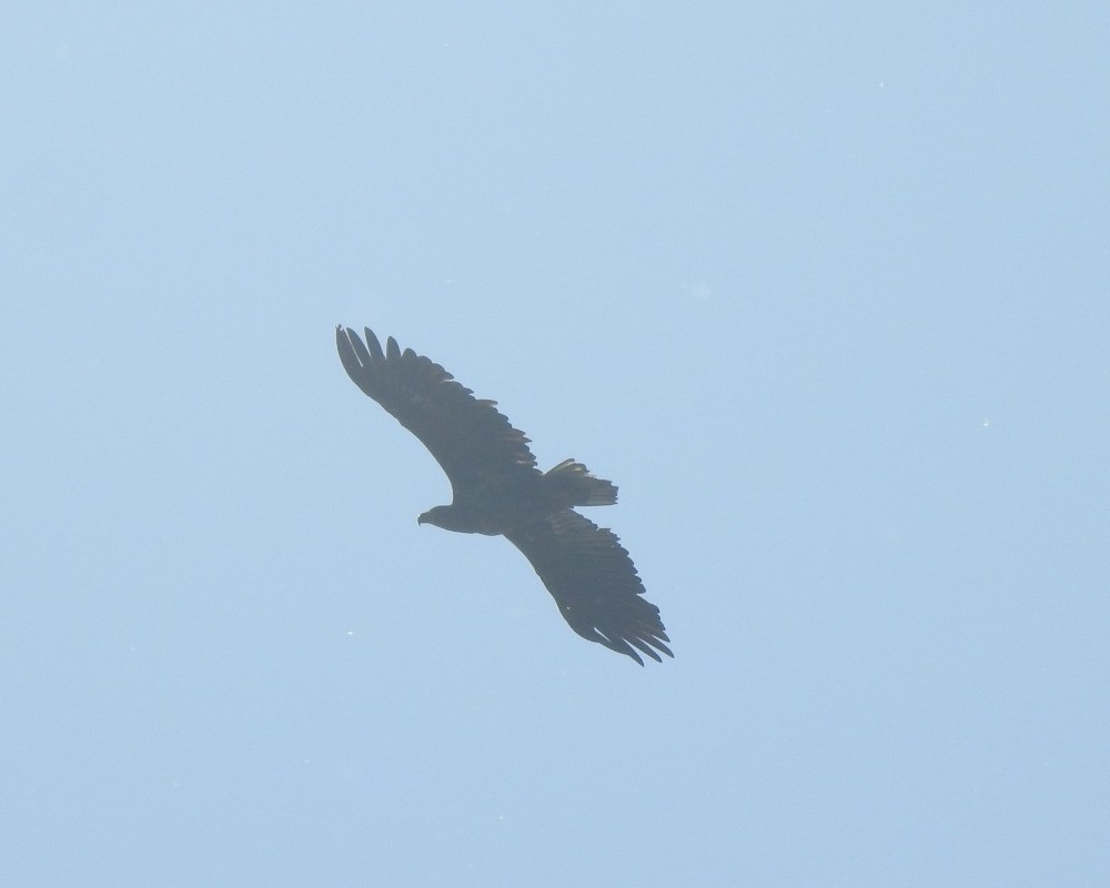 White-tailed Eagle - Tomáš  Oplocký