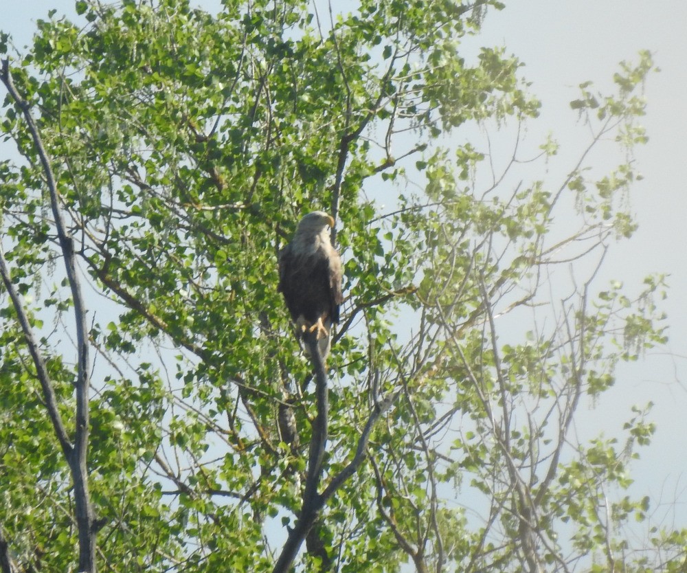 White-tailed Eagle - Tomáš  Oplocký