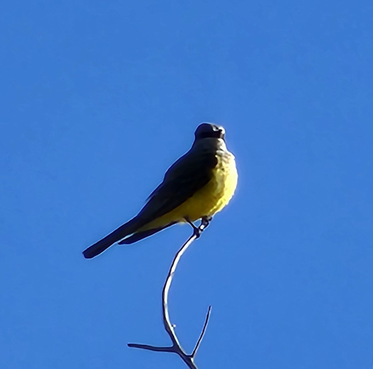 Western Kingbird - Nancy Cox