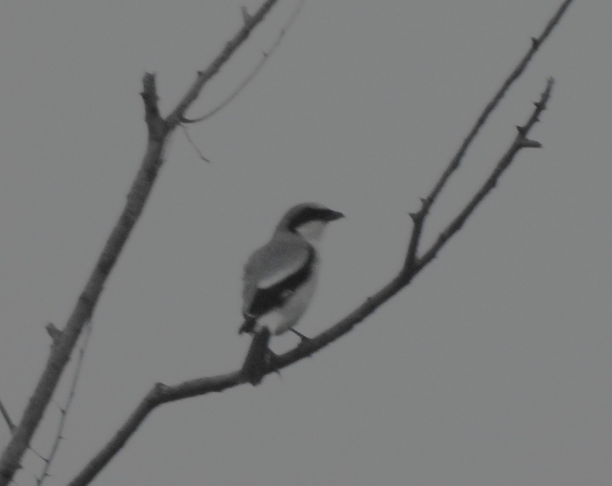 Loggerhead Shrike - Pamela Goolsby