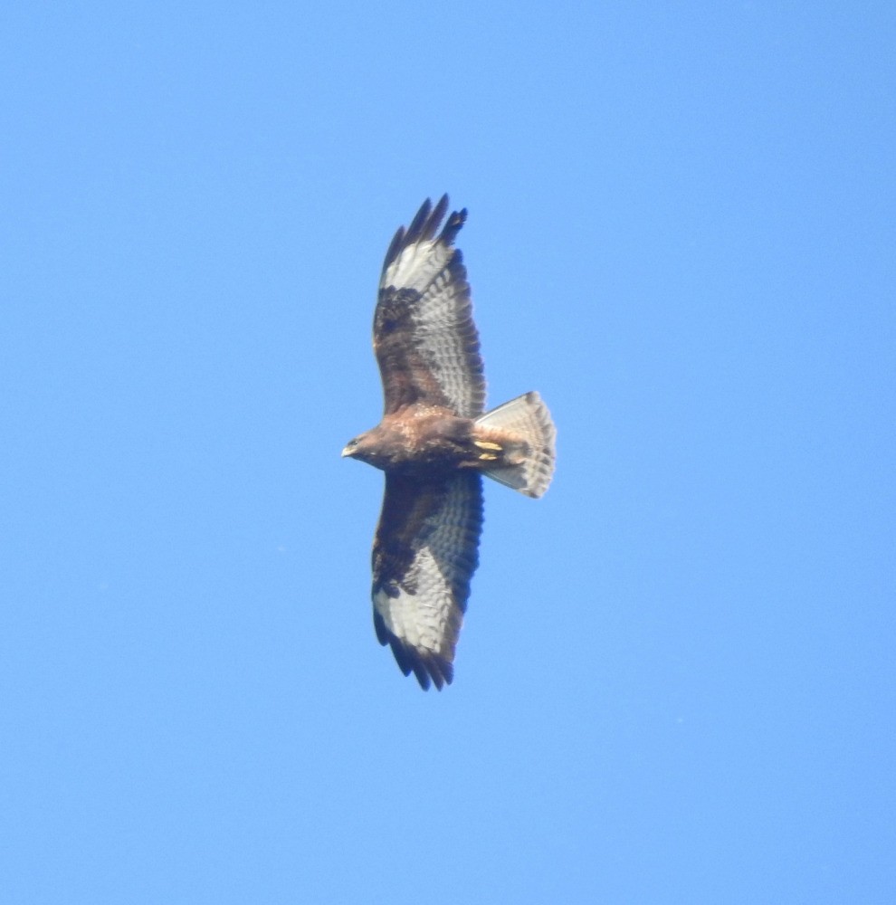 Common Buzzard - Tomáš  Oplocký