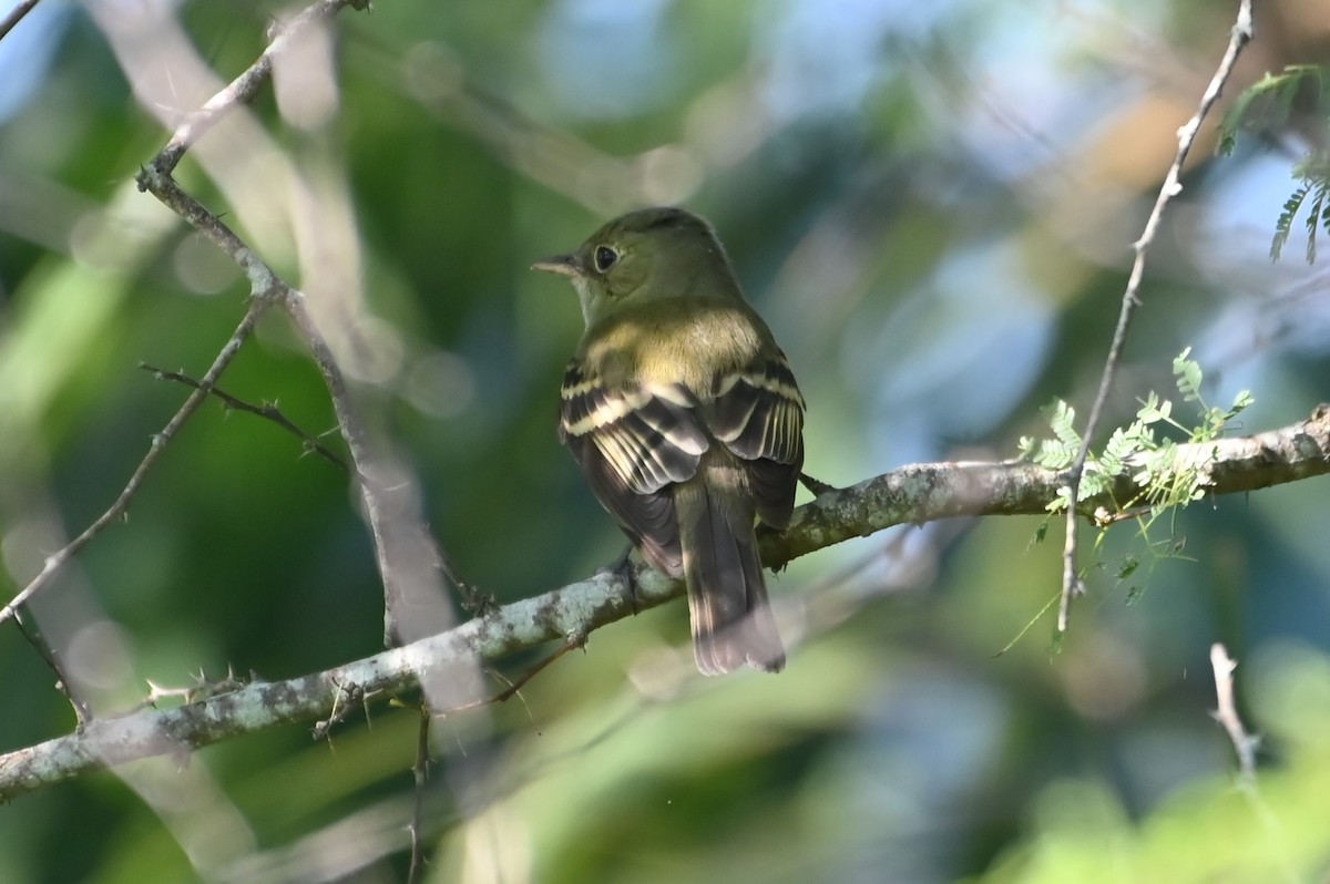 Acadian Flycatcher - ML619538118