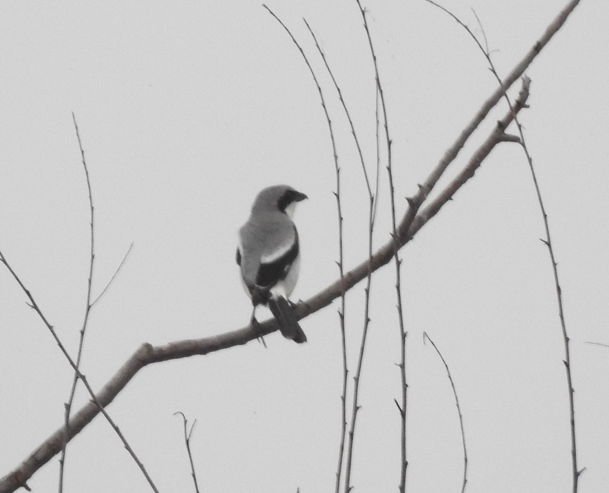 Loggerhead Shrike - Pamela Goolsby