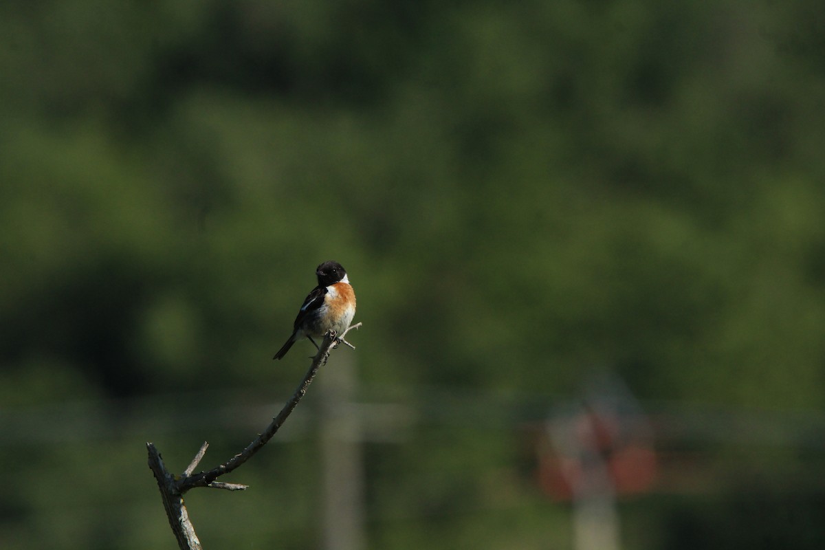 European Stonechat - Ibon Pérez Sánchez