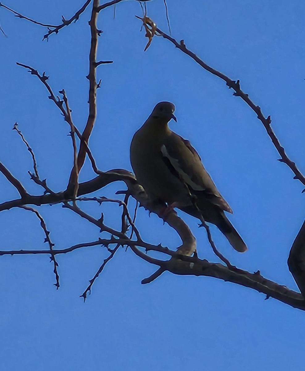 White-winged Dove - ML619538124