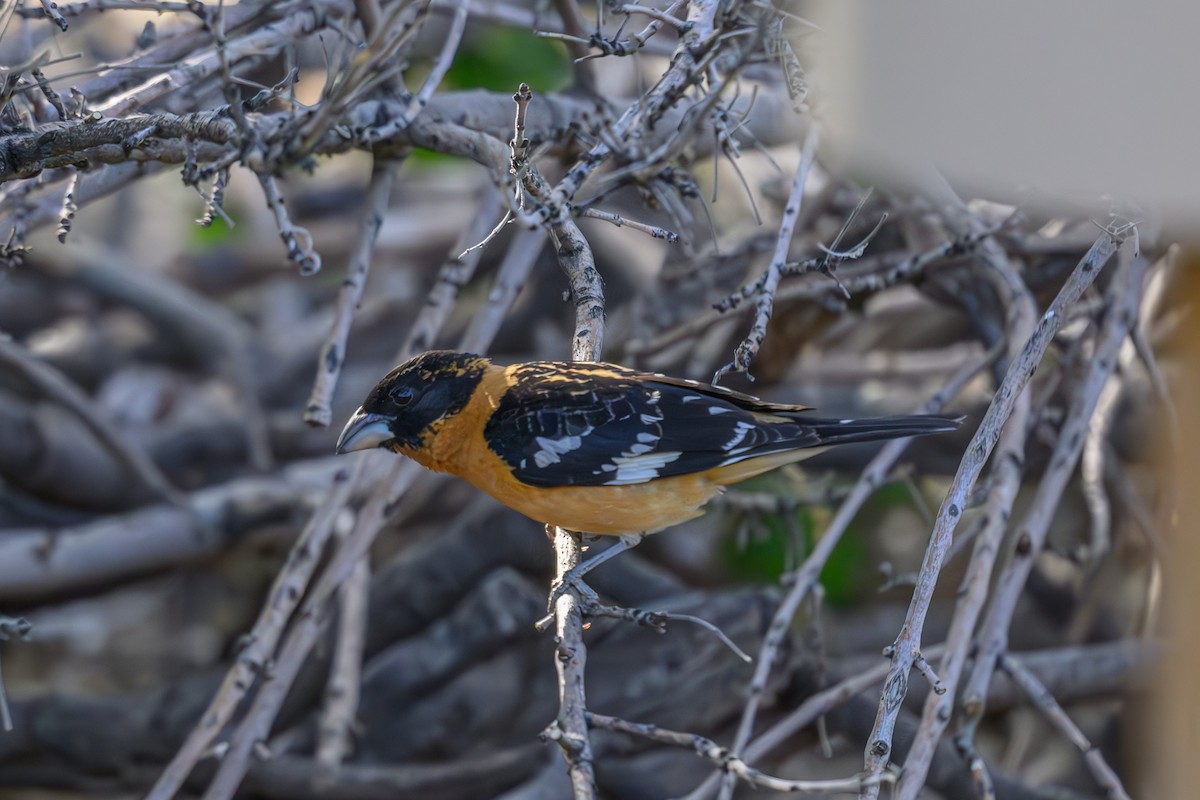 Black-headed Grosbeak - Joe Ventimiglia