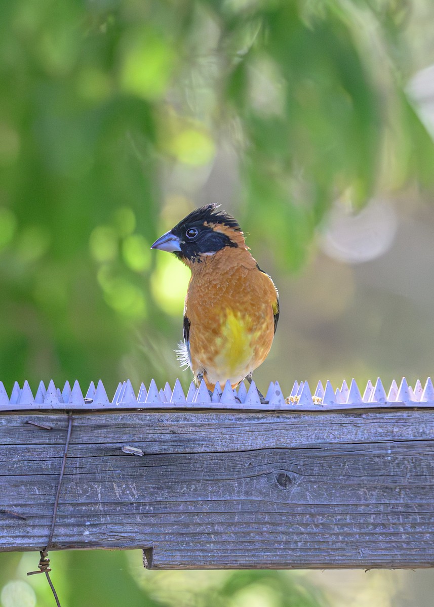 Black-headed Grosbeak - Joe Ventimiglia