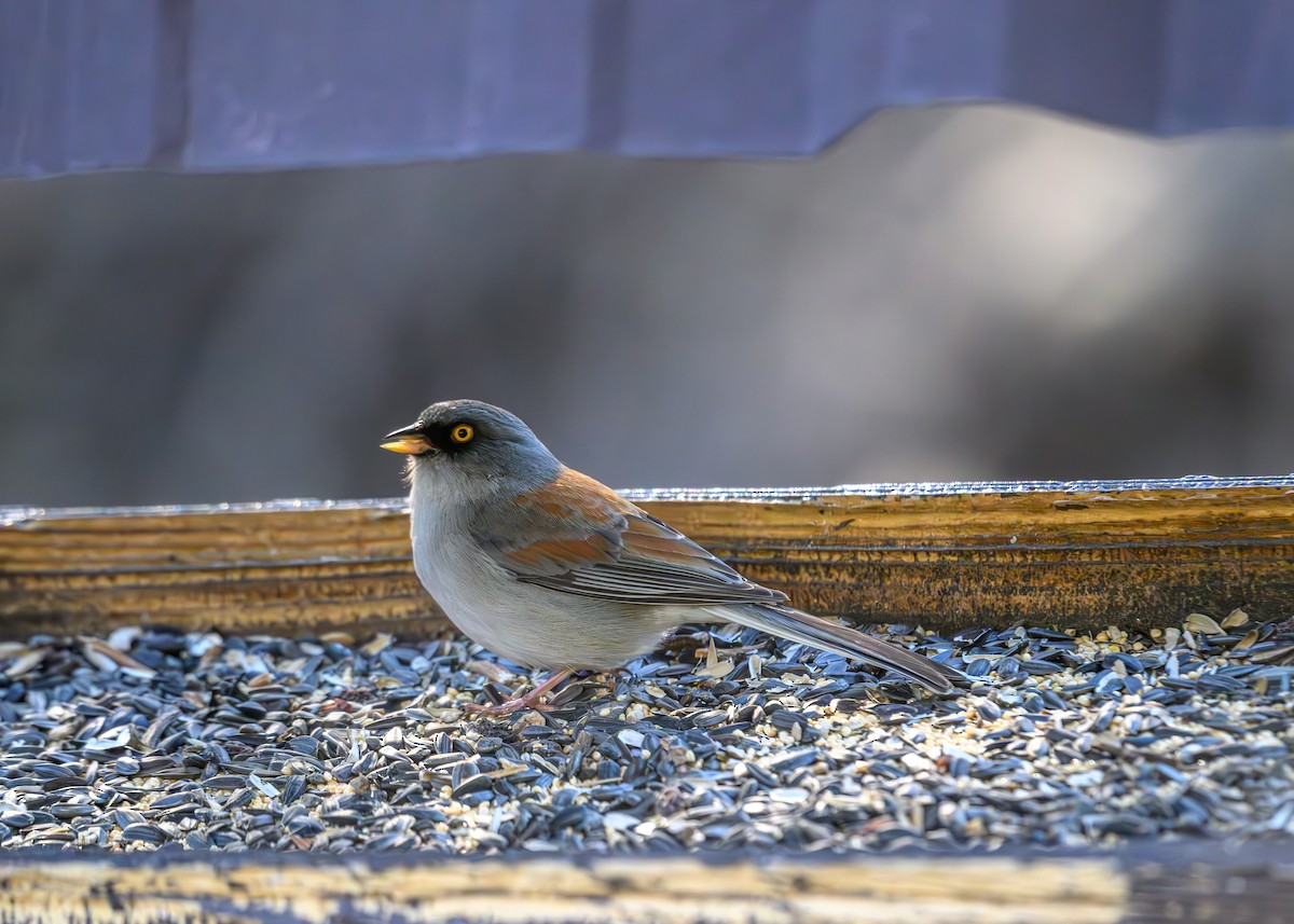 Yellow-eyed Junco - Joe Ventimiglia